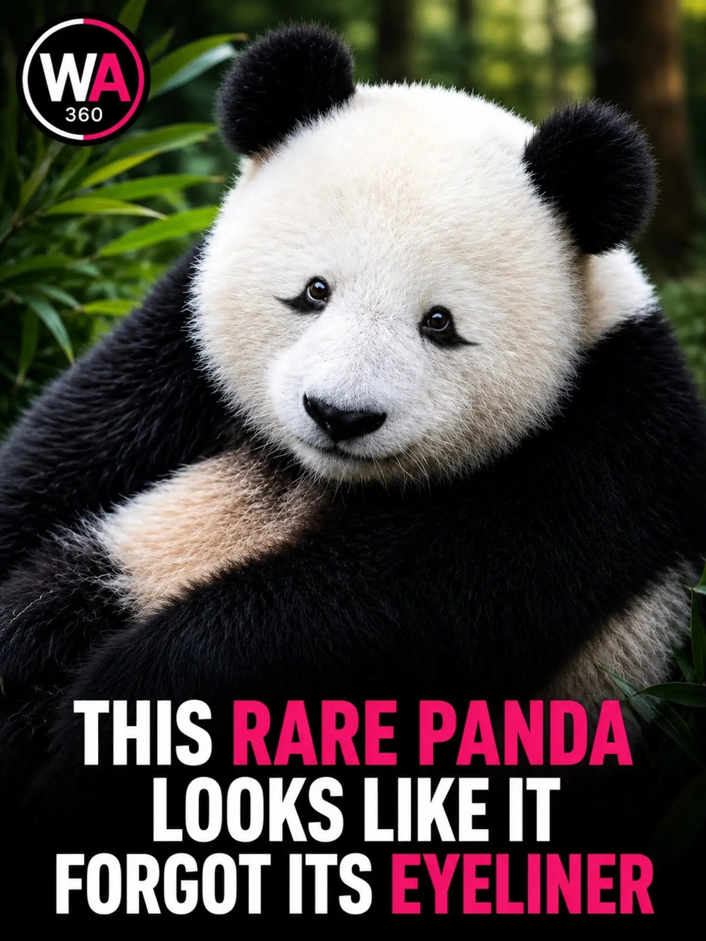 Discover the Rare Panda Without its Iconic Eye Patches