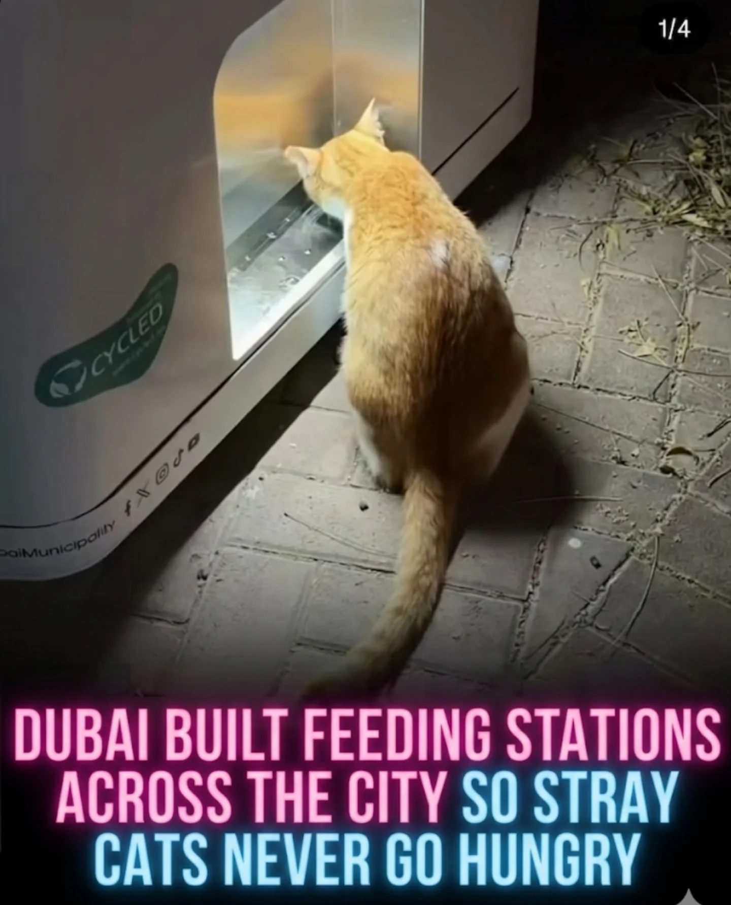 Dubai's Innovative Feeding Stations for Stray Cats