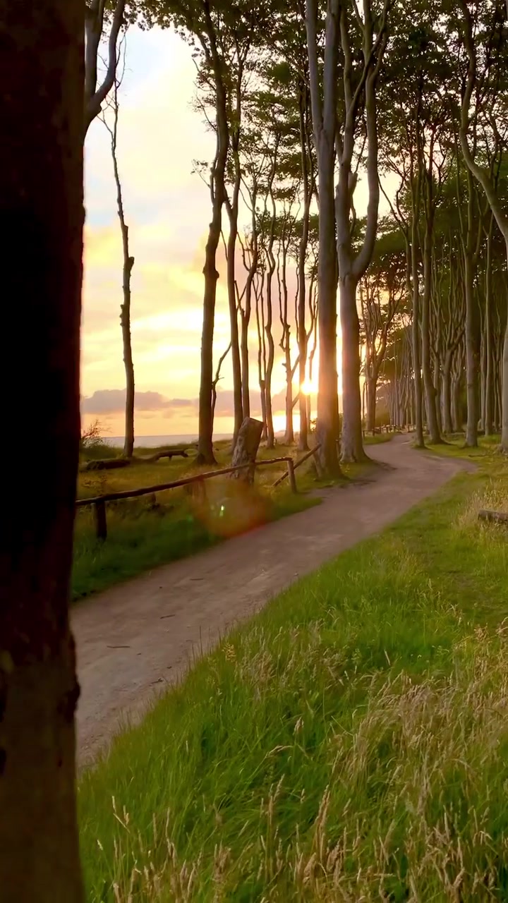 Tree Tunnel Scenic Pathway with Sunlight