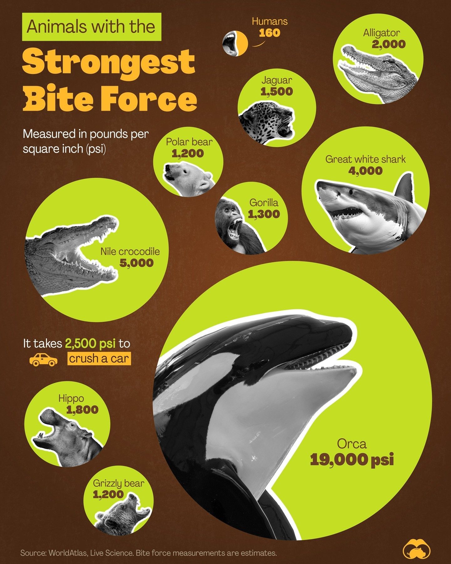 Animal Bite Forces Compared: From Orcas to Humans