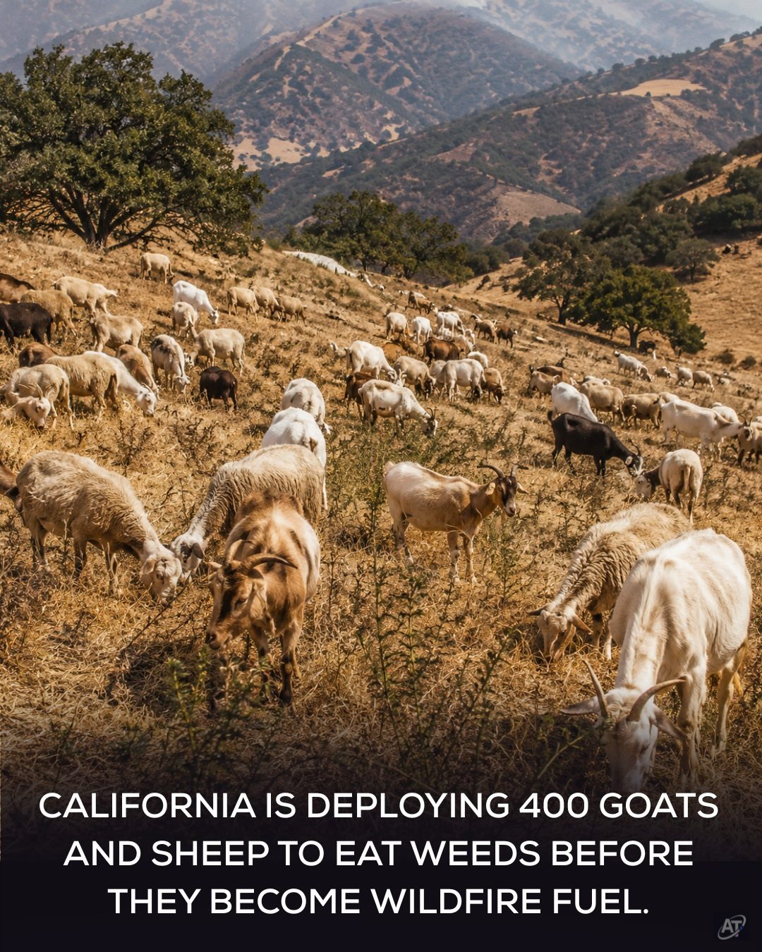 California's Wildfire Solution: 400 Goats and Sheep Grazing