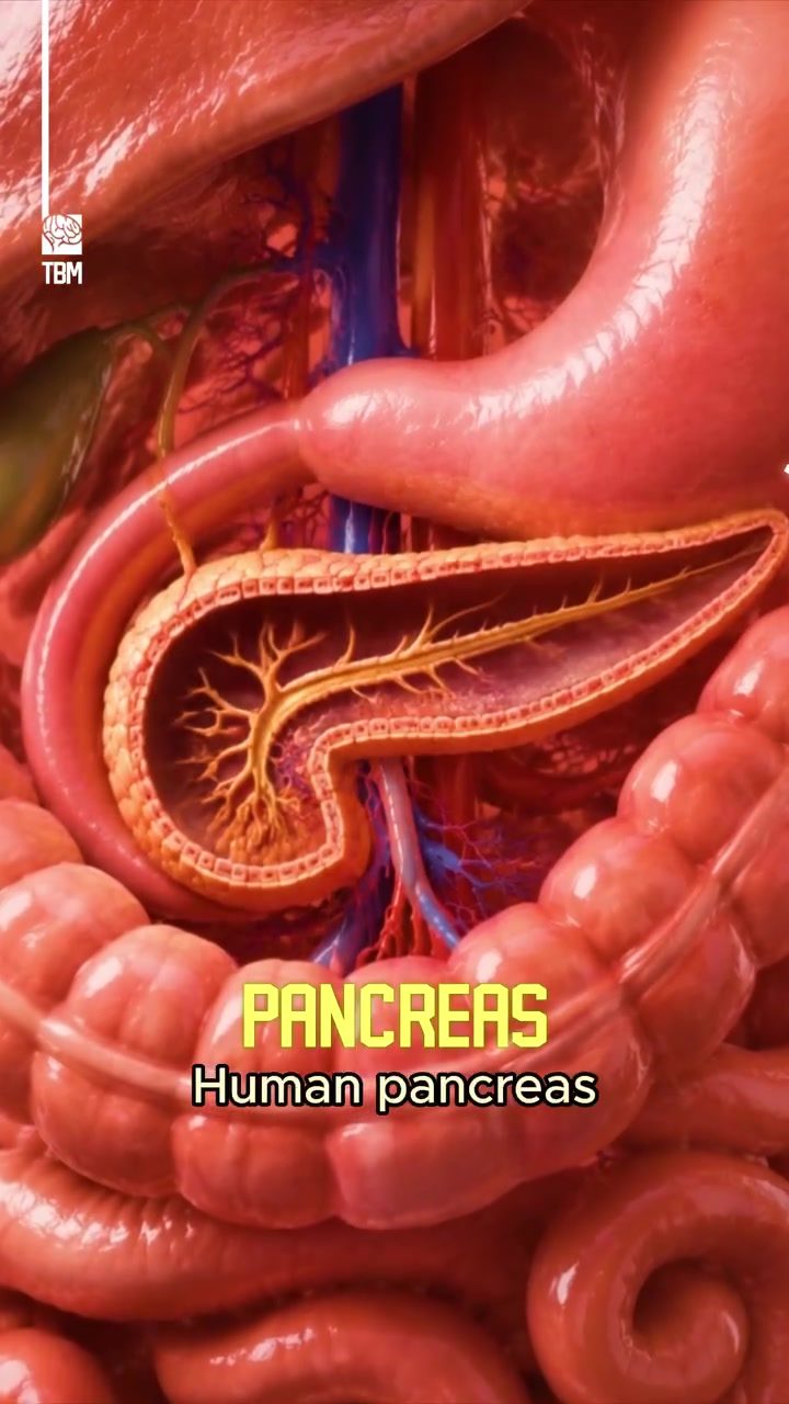 The Pancreas: Key to Digestion and Blood Sugar Regulation