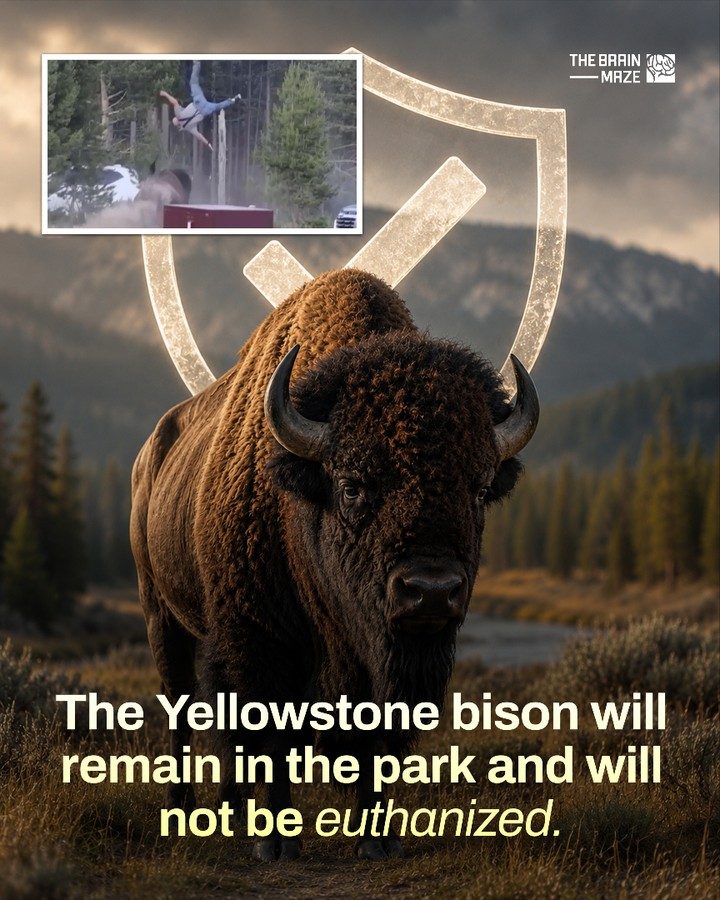 Yellowstone Bison Attack: Park Safety and Wildlife Behavior