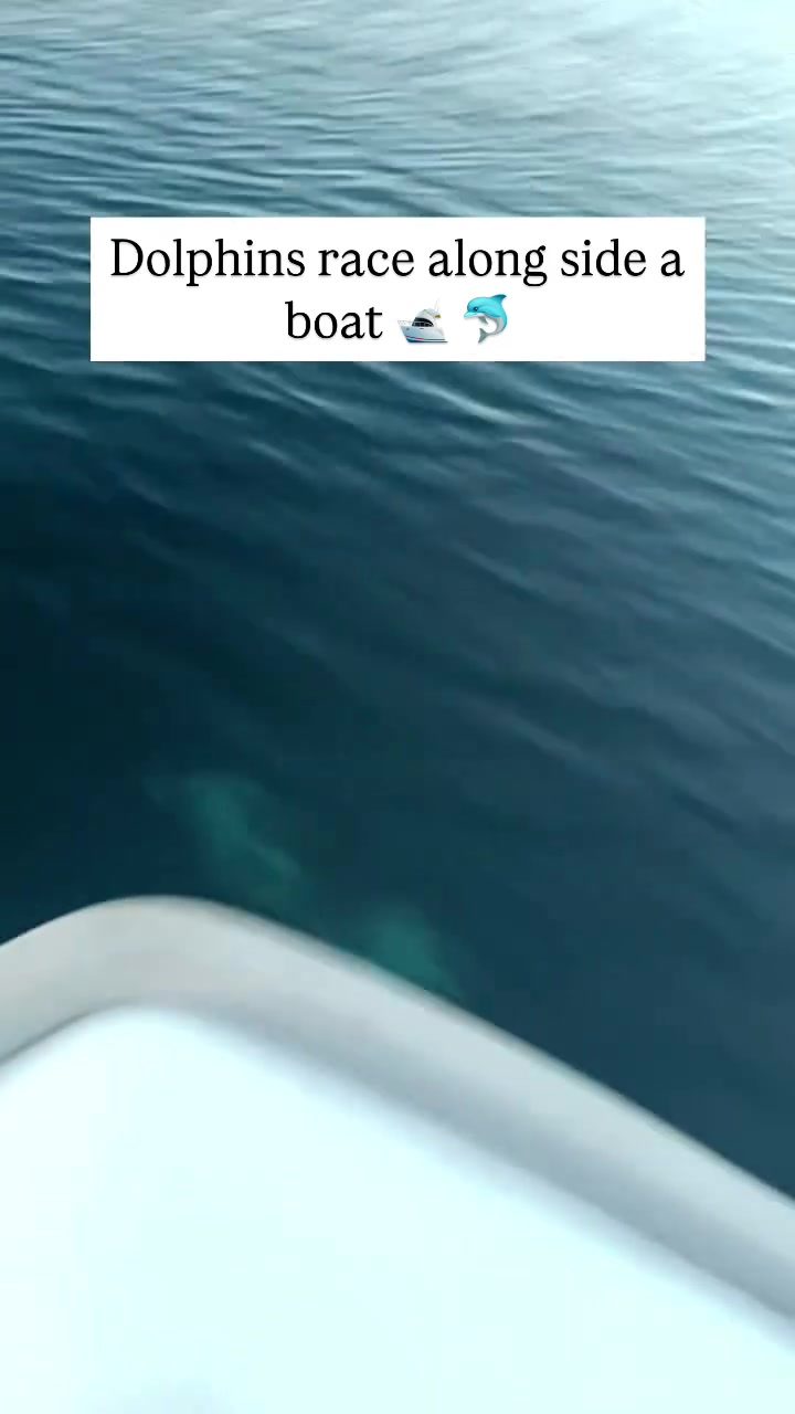 Dolphins' Amazing Speed Seen Swimming Next to a Boat