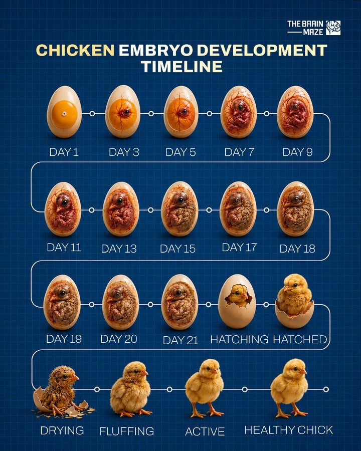Chicken Embryo Stages: From Egg to Active Chick