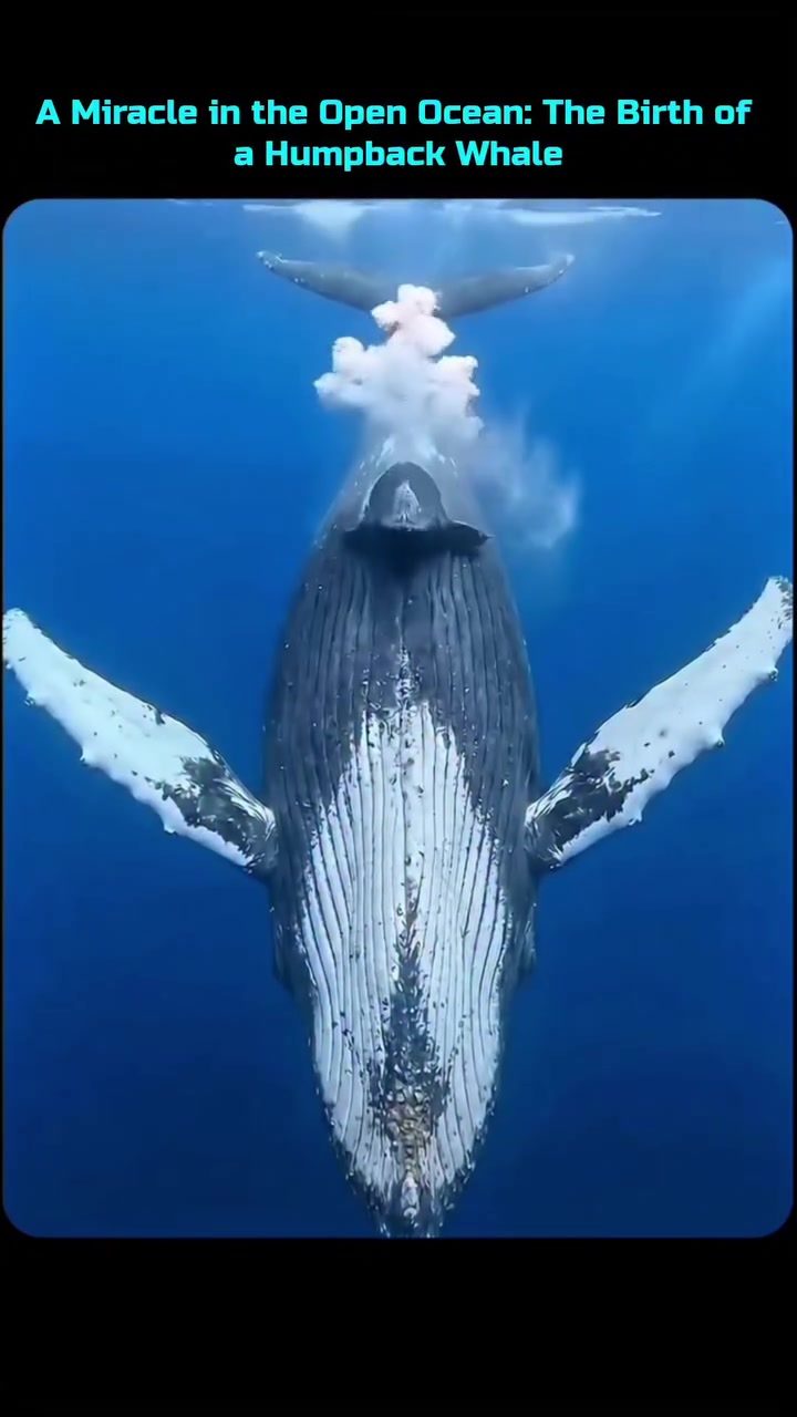 Witnessing a Humpback Whale Birth in the Wild