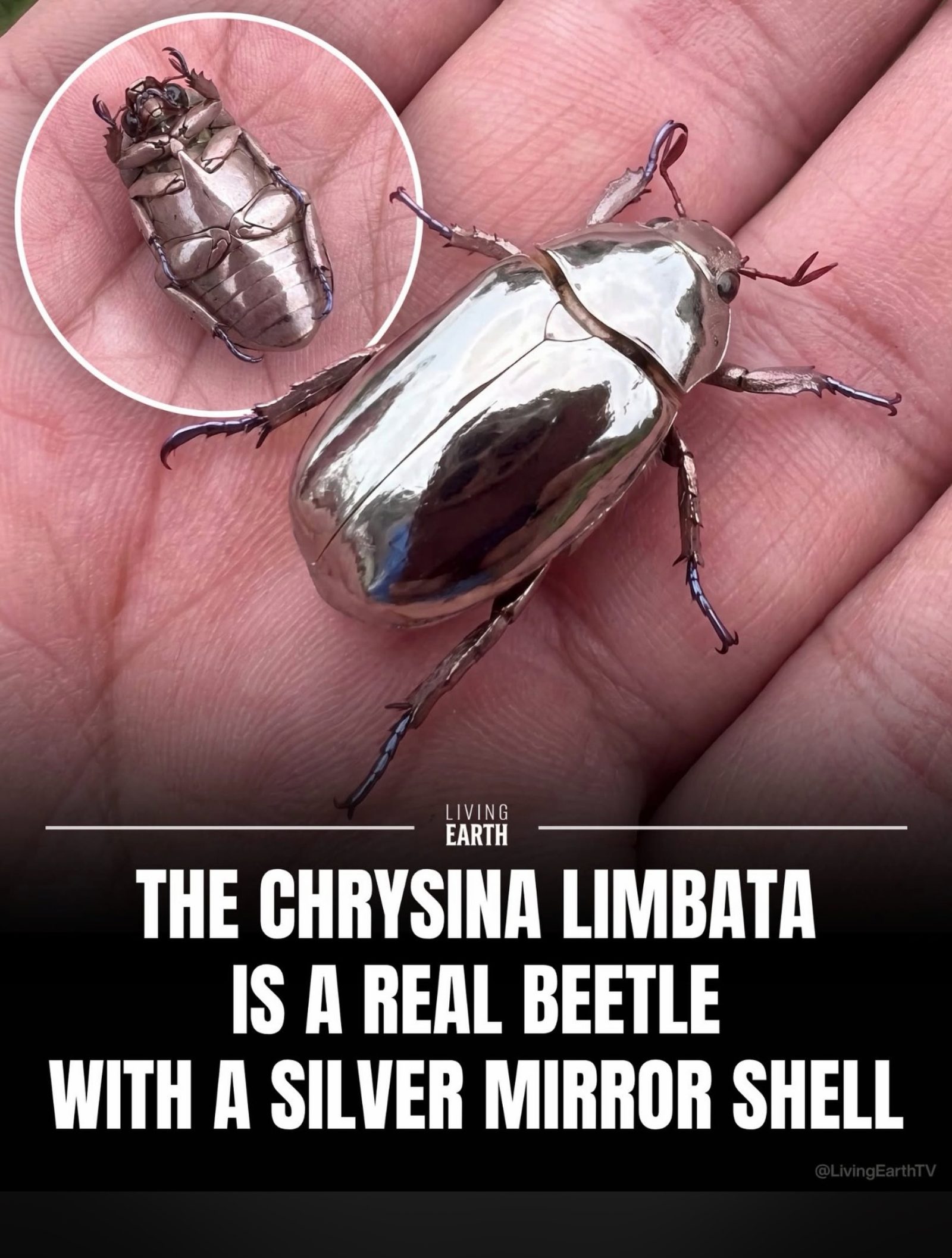 Discover the Mirror-like Silver Beetle's Camouflage Trick