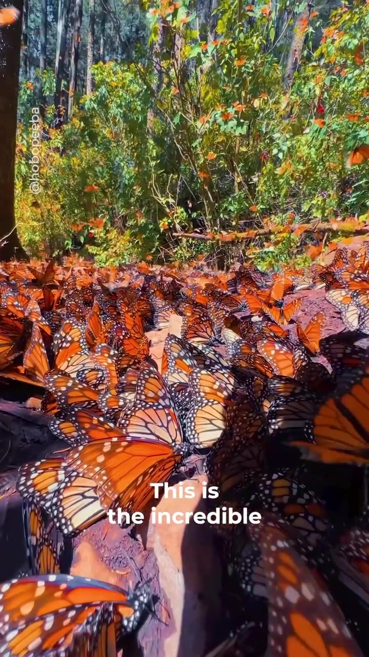 Monarch Butterfly Migration: Journey to Mexico