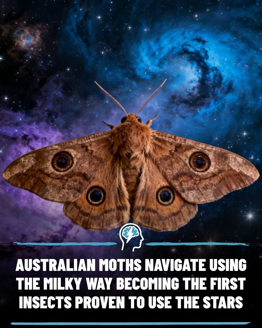 Australian Moths: Remarkable Star Navigation