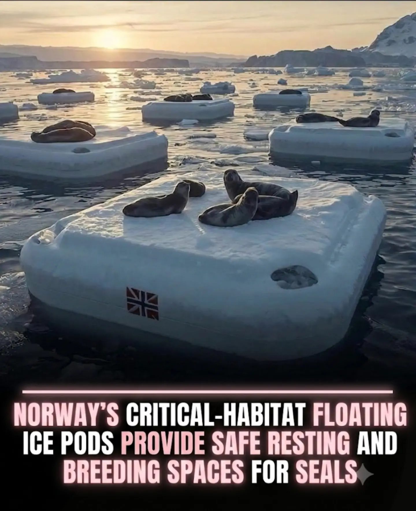 Debunking Norway's Artificial Ice Pods Myth: Seals' Real Ice Dependence