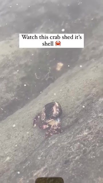 Crab Molting: Watch a Crab Shed Its Shell