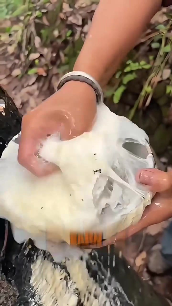 The Thai Farmers' Journey: From Rubber Trees to Income