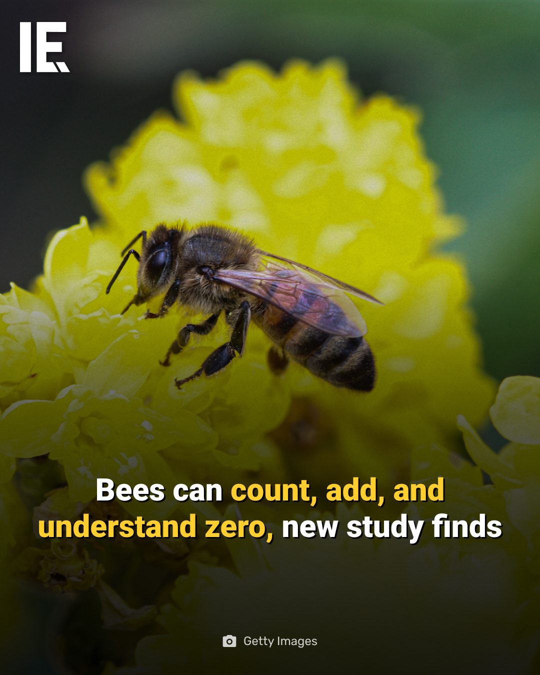Bees' Remarkable Mathematical Abilities Confirmed in New Study