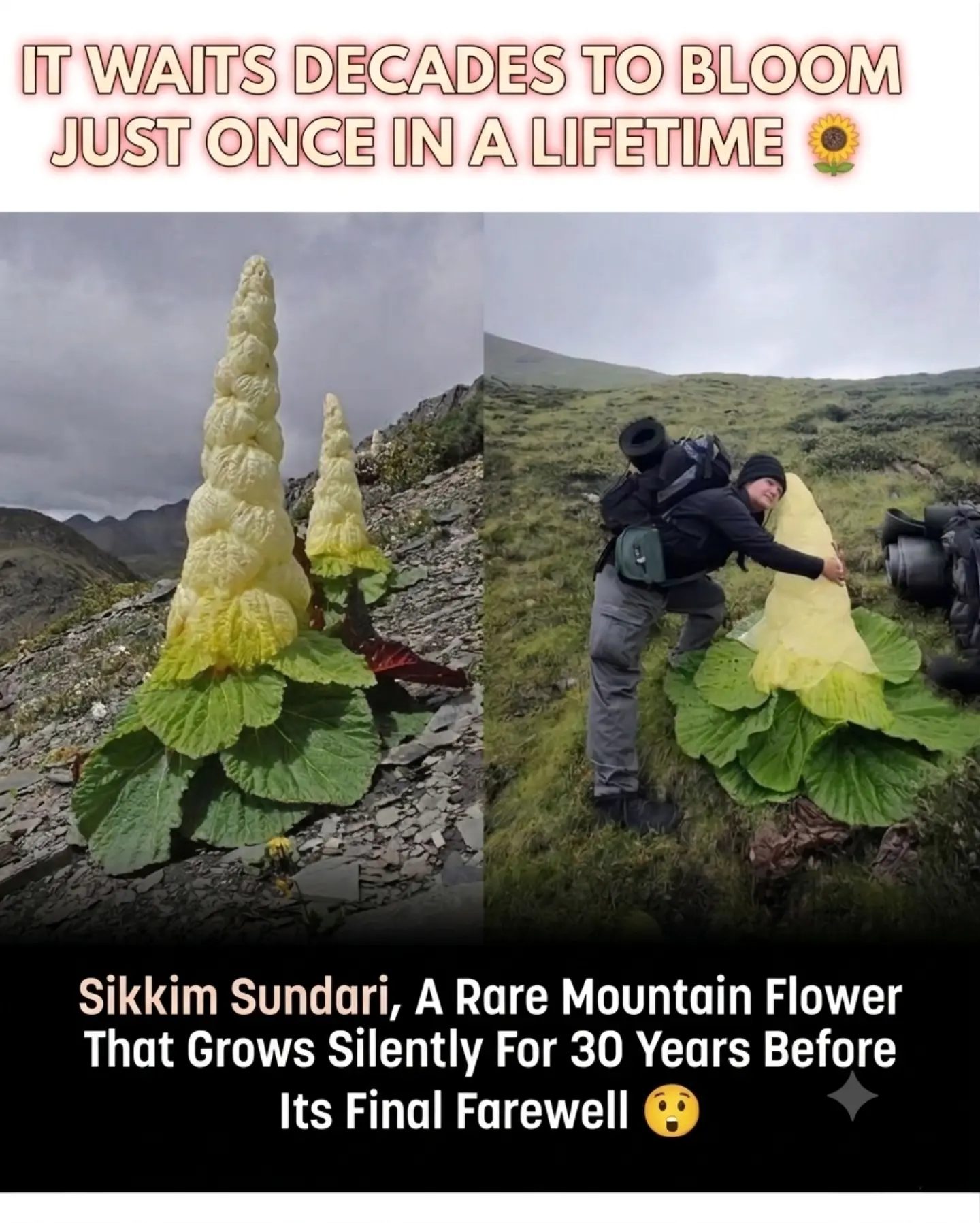 The Mystical Journey of the Sikkim Sundari: A Rare Mountain Bloom