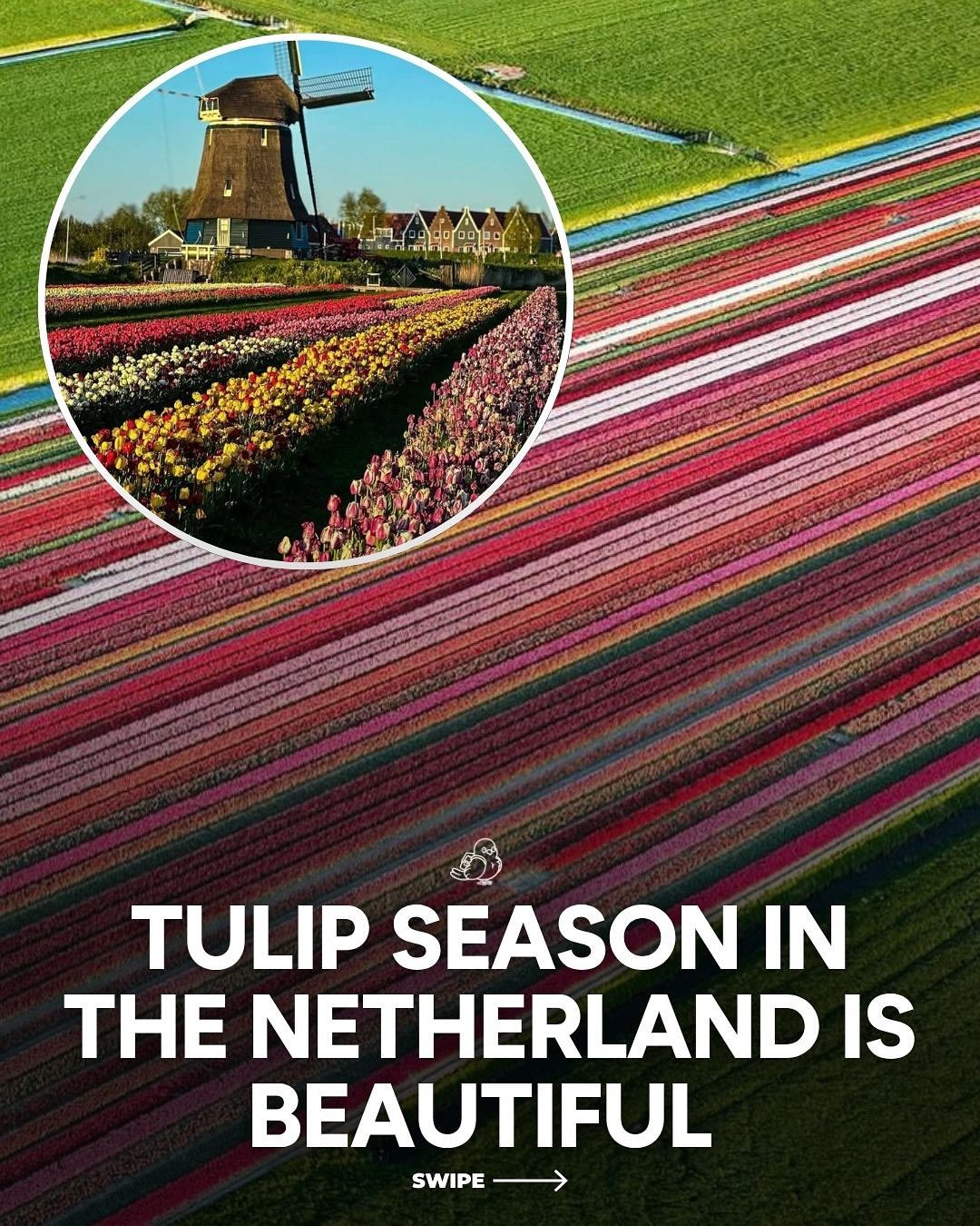 Experience Tulip Season: Netherlands' Colorful Fields