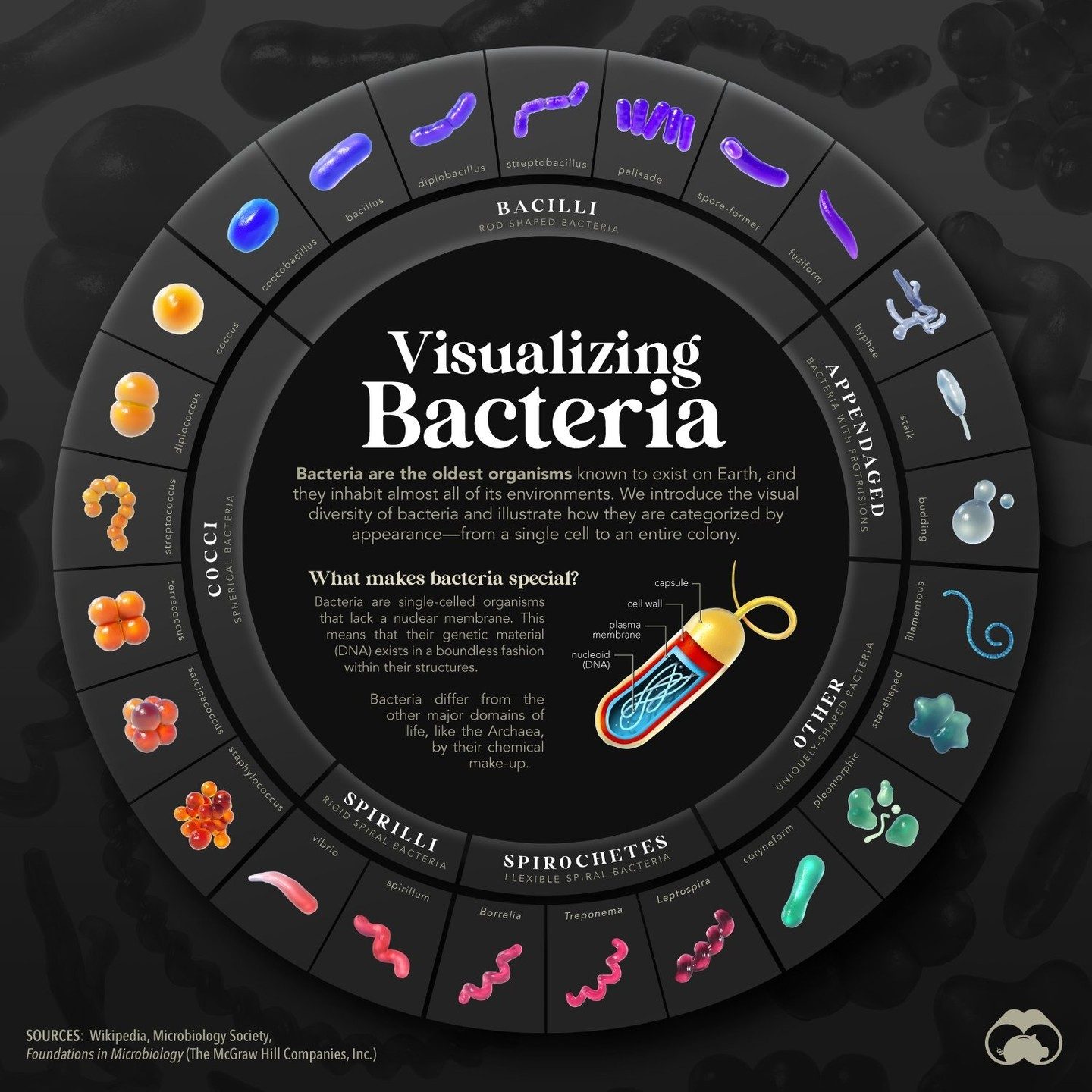 Explore the Microbial World: A Guide to Bacterial Shapes and Colonies.