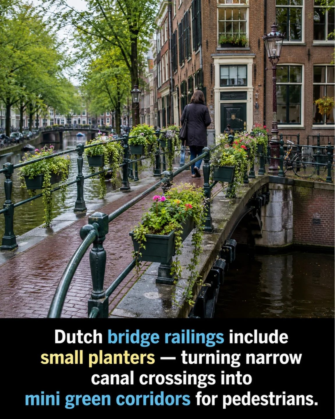 Amsterdam's Green Bridges: Urban Design with a Touch of Nature
