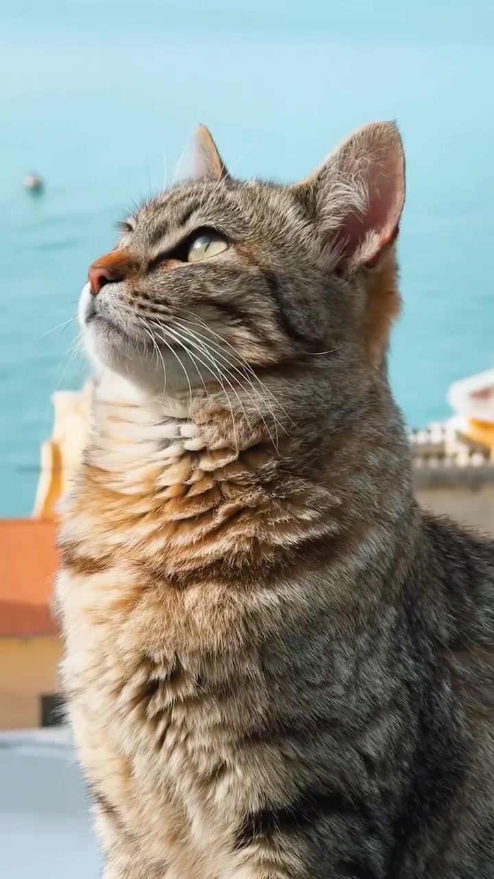 Tabby Cat Gazing at Sky in Coastal City