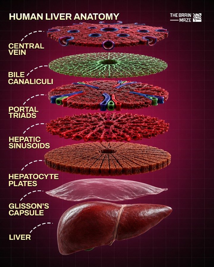 Explore the Liver's Intricate Anatomy: Key Structures
