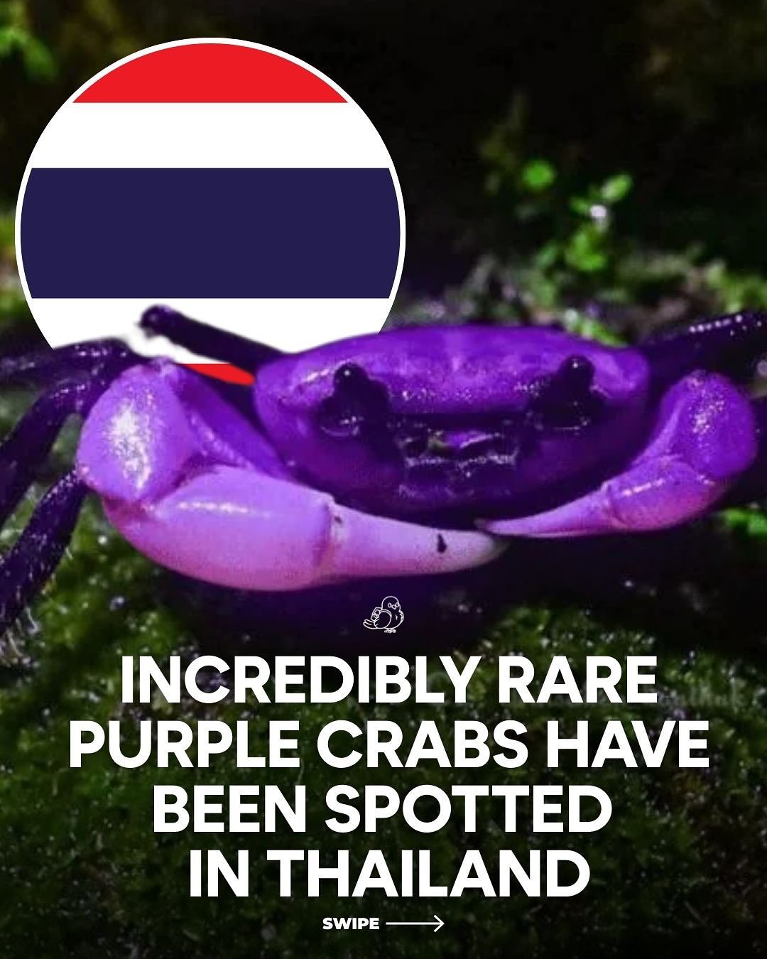 Purple Crabs of Thailand: Sign of Ecosystem Health