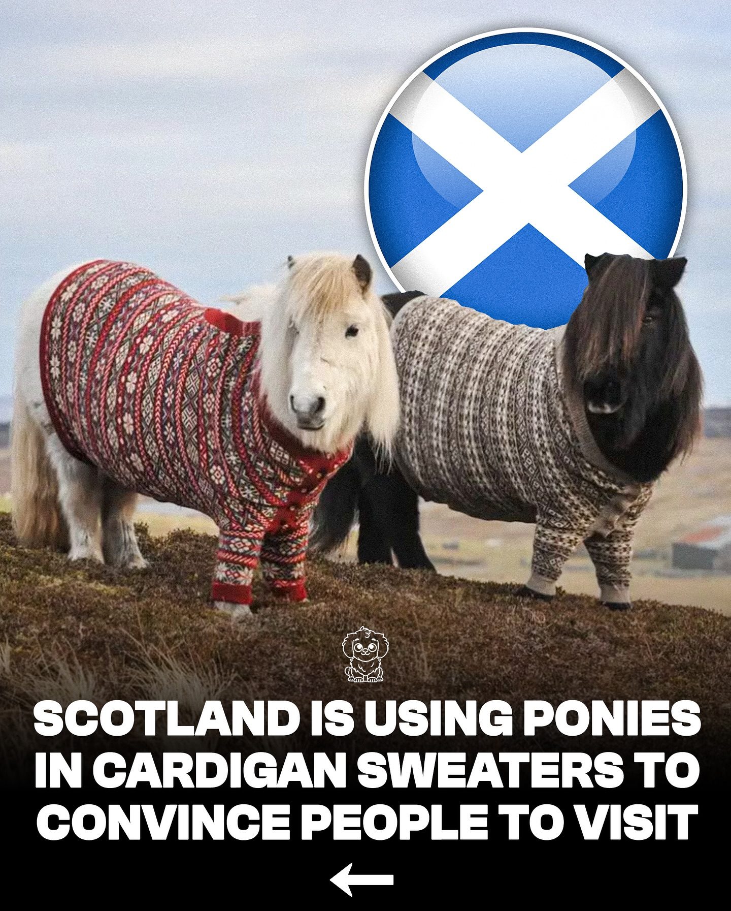 Shetland Ponies in Cardigans: Scotland's Adorable Tourism Ploy