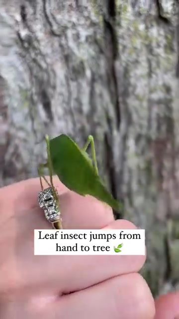 Leaf Insects' Amazing Camouflage and Jumping Skills