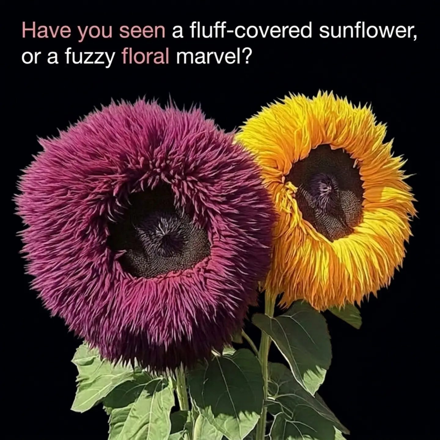 Discover the Unique World of Fluffy Teddy Bear Sunflowers