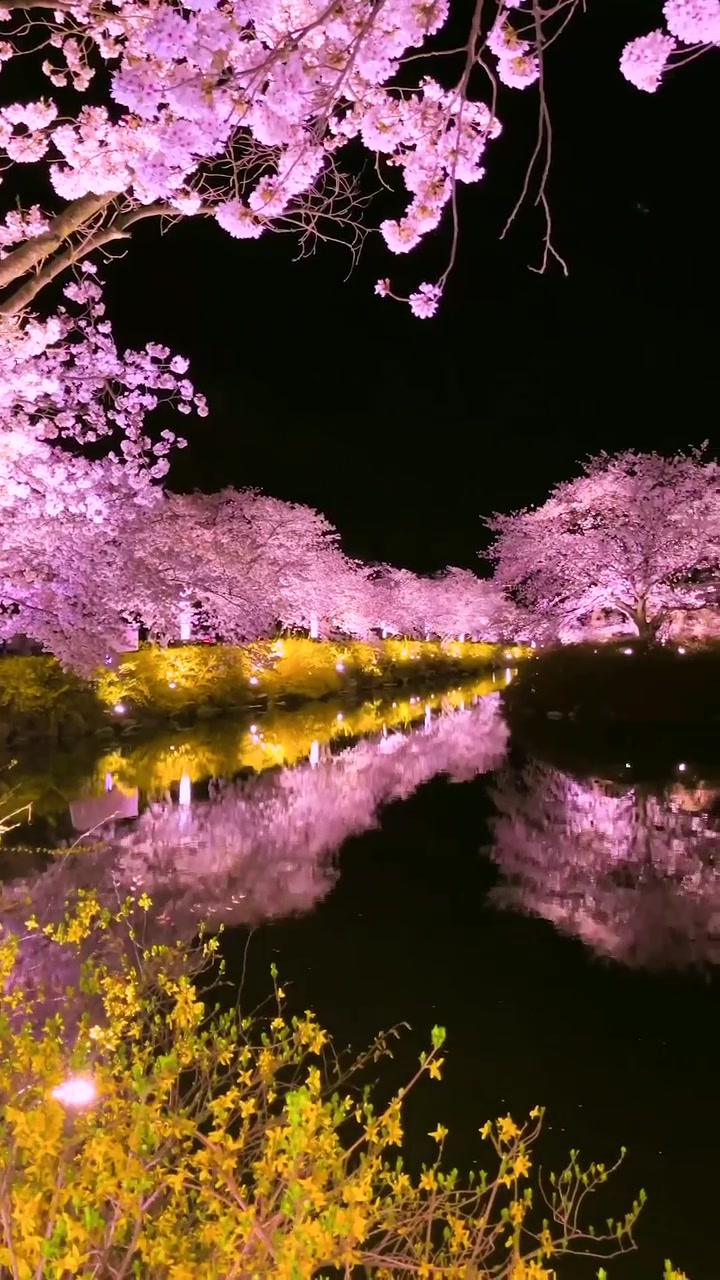 Gimcheon Cherry Blossoms Night Scene