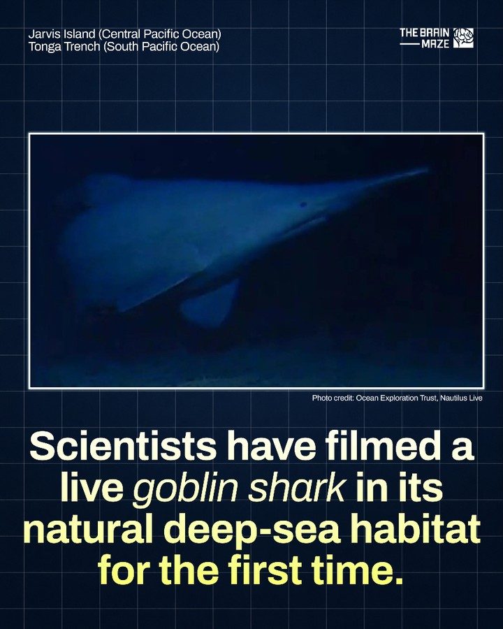 First Live Filming of the Goblin Shark in the Deep Sea