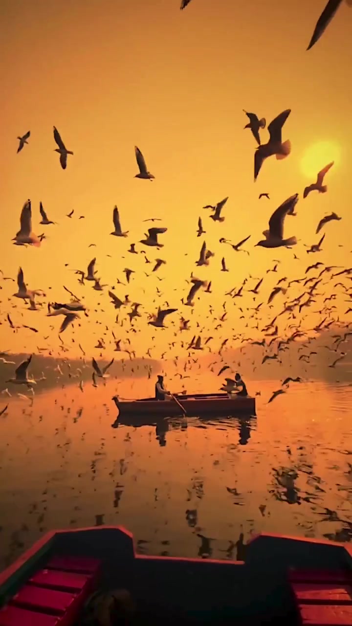 Birdwatching at Yamuna Ghat, Delhi