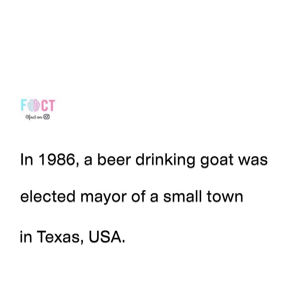 Beer-Drinking Goat Elected Mayor in Texas 1986