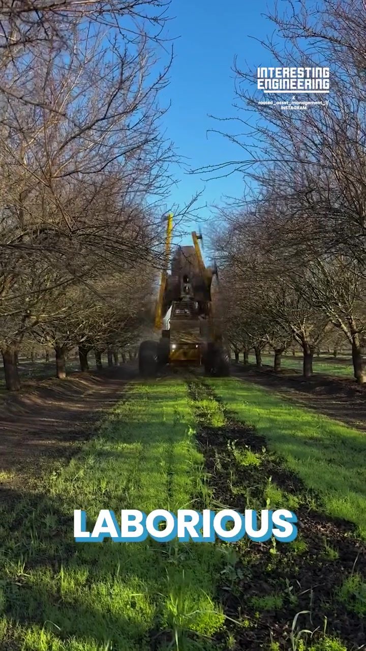 The Future of Orchard Maintenance: Automated Pruning Machines
