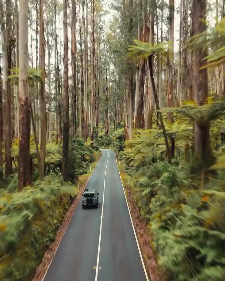 SUV Drive Through Eucalyptus Forest