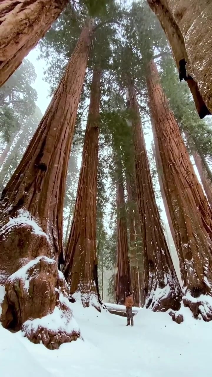 Sequoia National Park Winter Snowfall