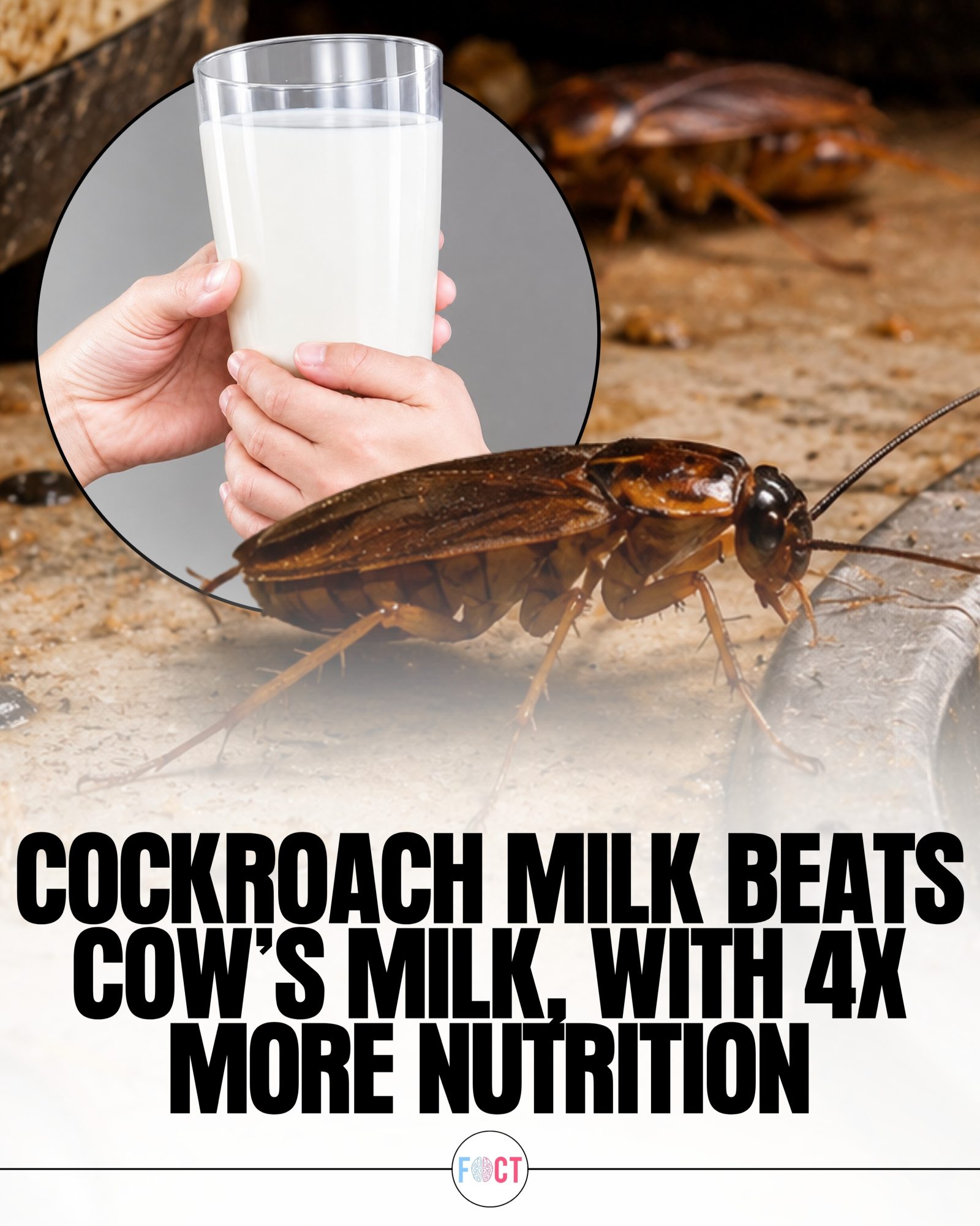 Cockroach Milk: The Future of Nutrition?