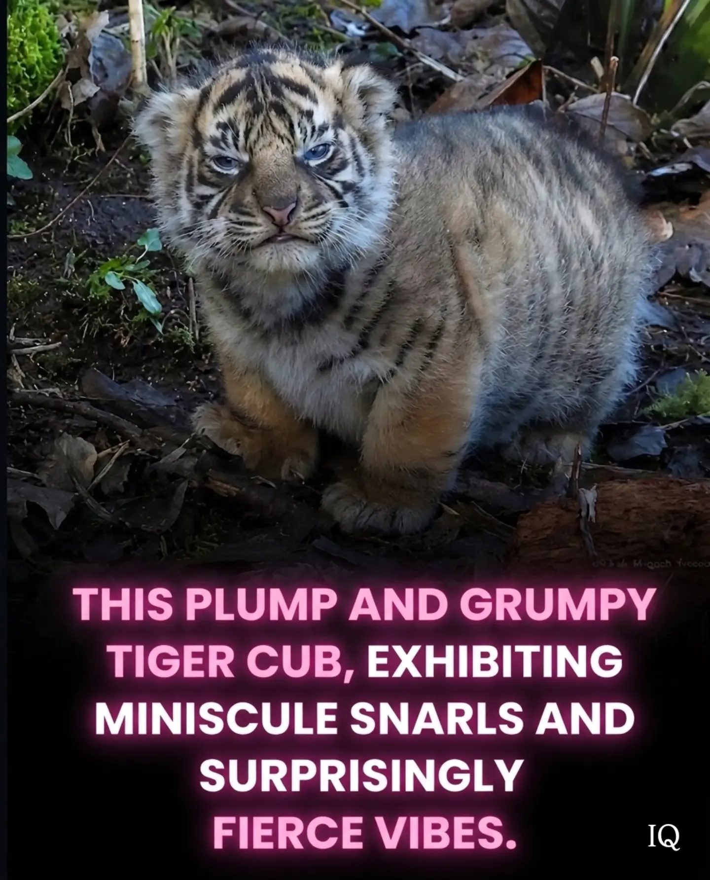 Meet the Fierce Little Tiger Cub: Cuteness Meets Wild.