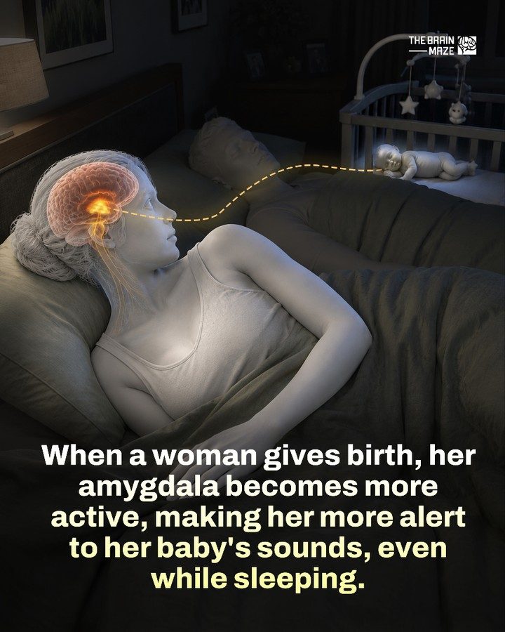 How Childbirth Alters a Mother's Brain