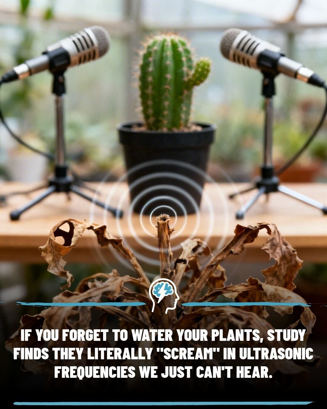 Plants "Talk" with Ultrasonic Sounds Under Stress