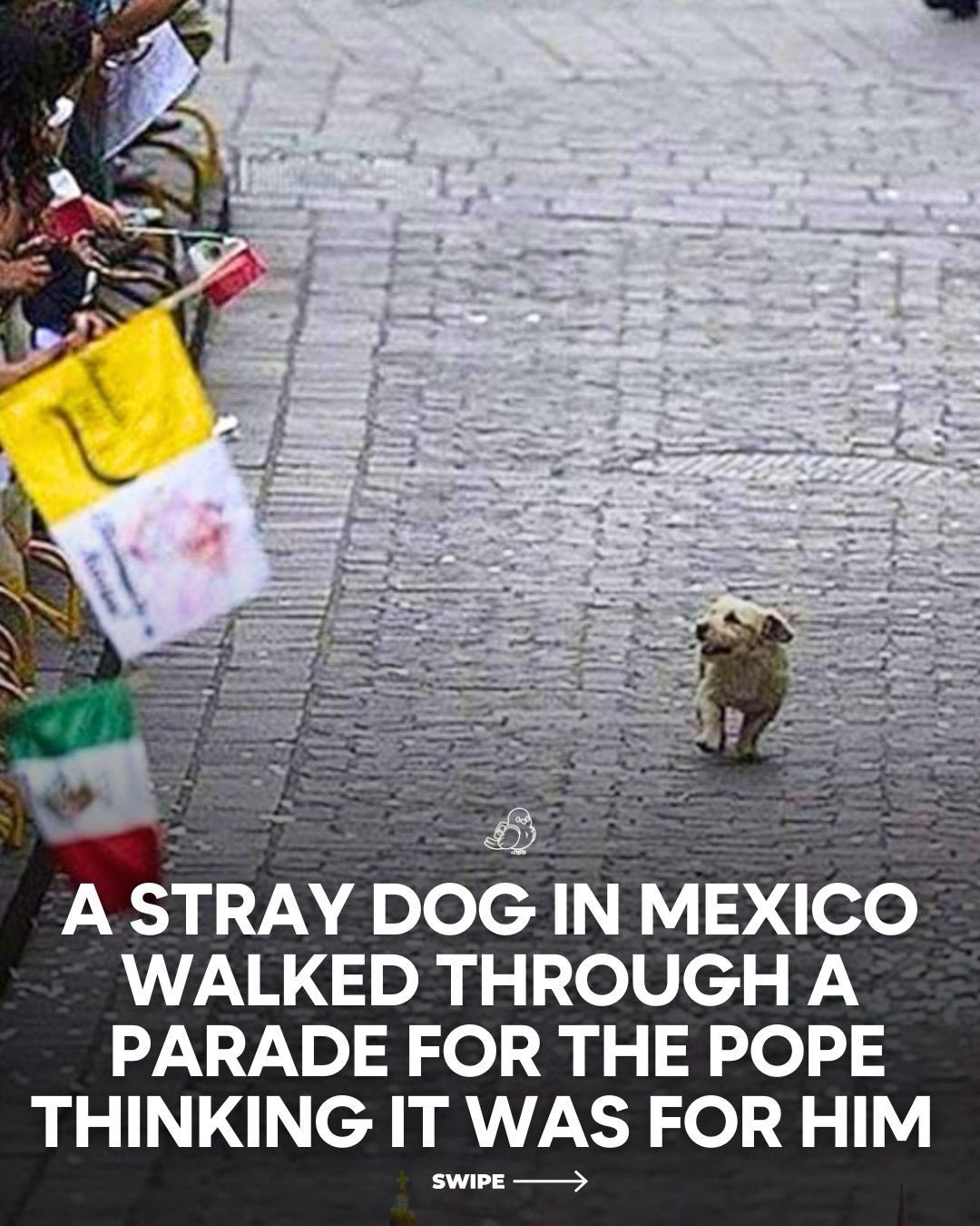 Parade Dog: A Stray Joins Pope's Procession in Mexico