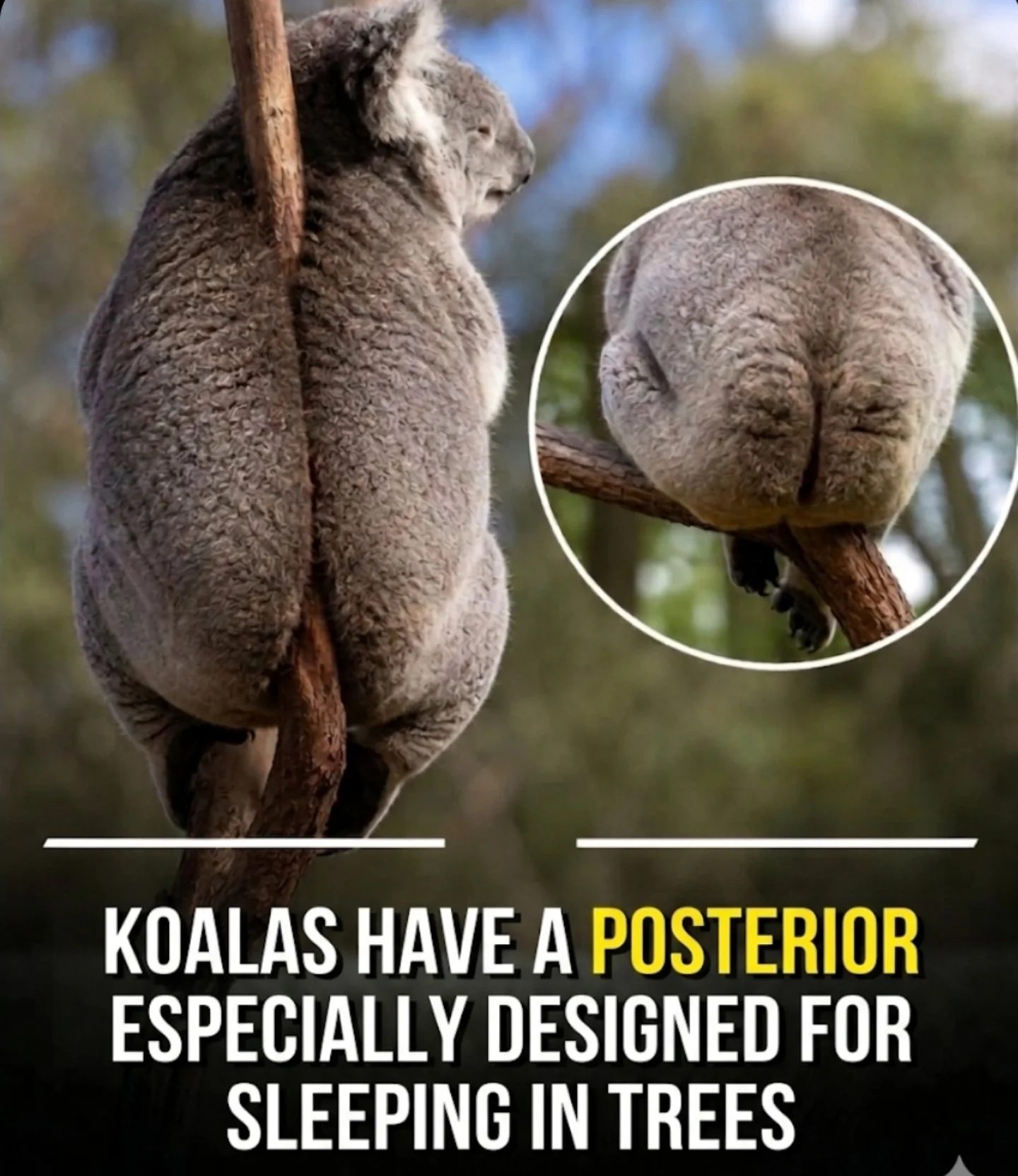 Koalas' Incredible Adaptations for Tree Sleeping