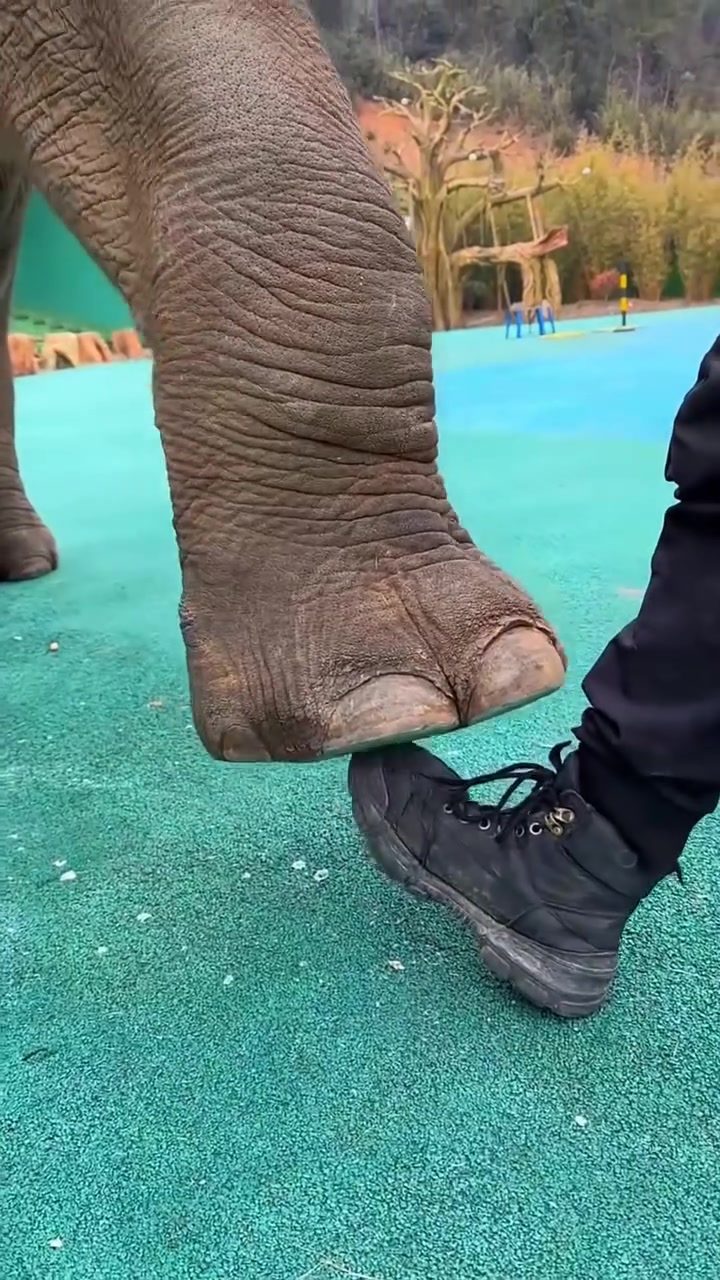 Baby Elephants' Trusting Behaviors