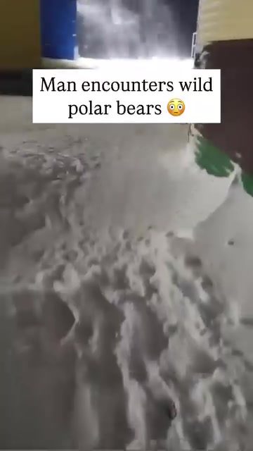 Man's Close Encounter with Wild Polar Bears