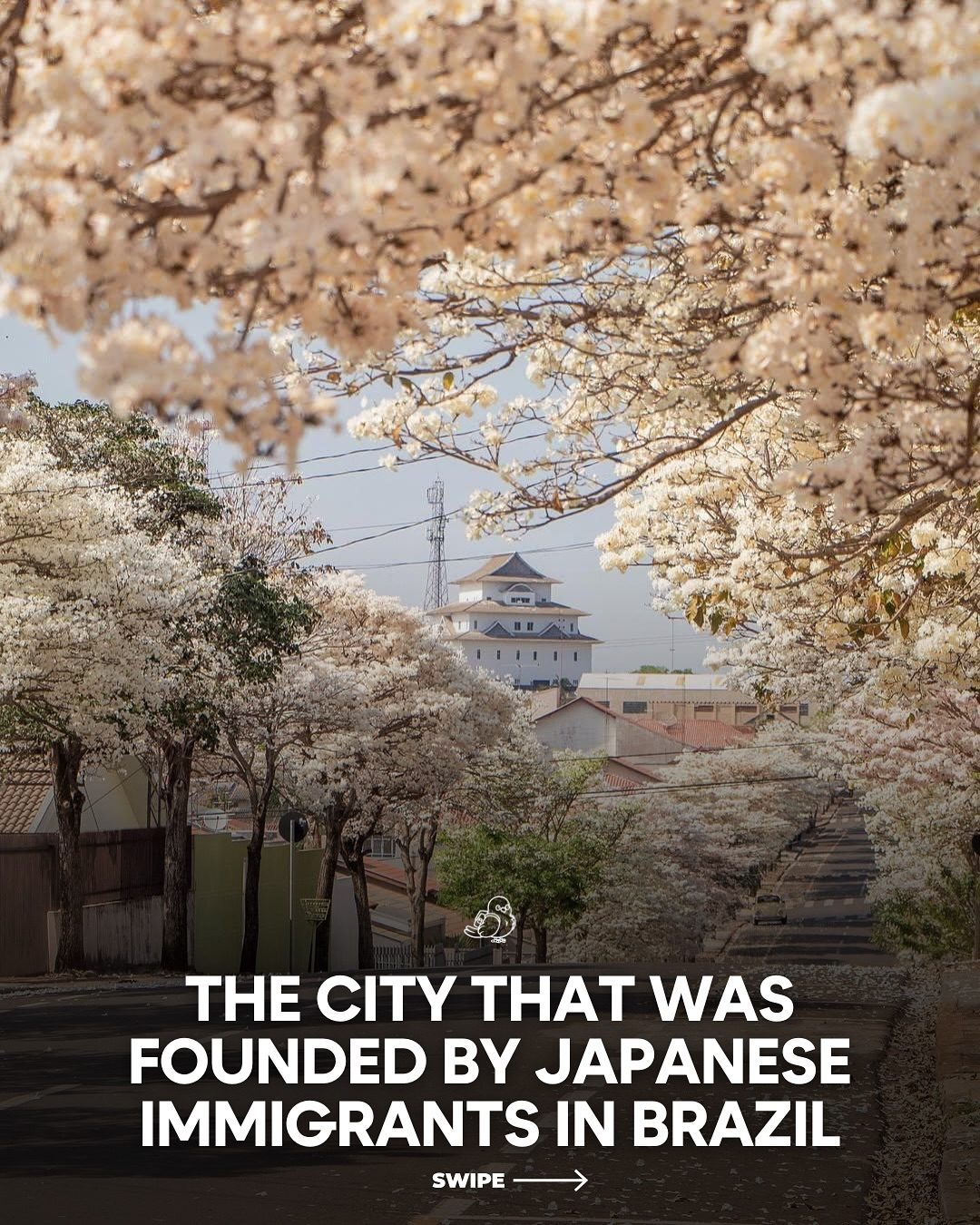Exploring Assaí: Brazilian City of Cherry Blossoms and Japanese Heritage