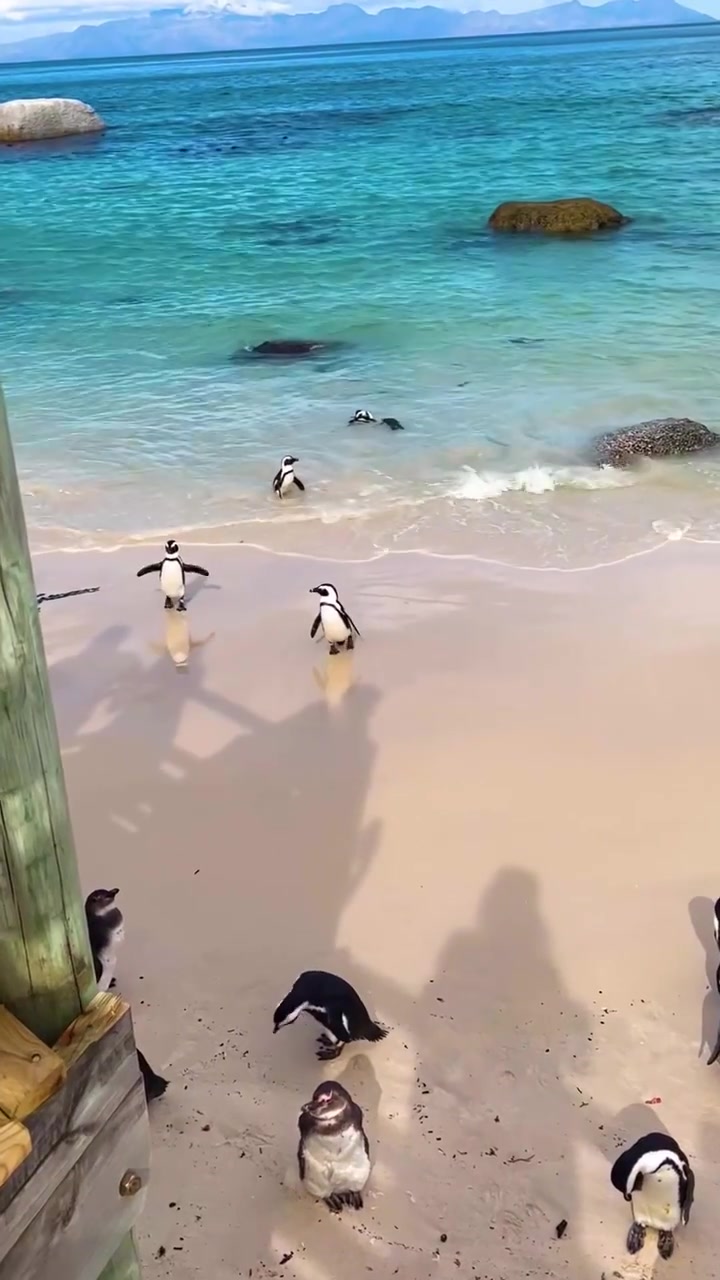 African Penguins on Beach: Colony in Natural Habitat