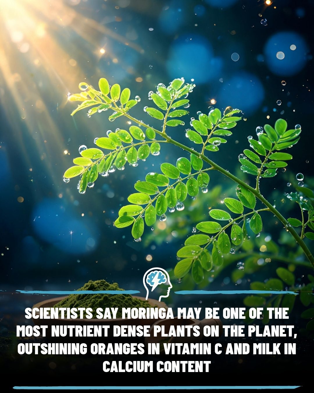 **Moringa Benefits: Why This Superfood is a Nutritional Powerhouse**