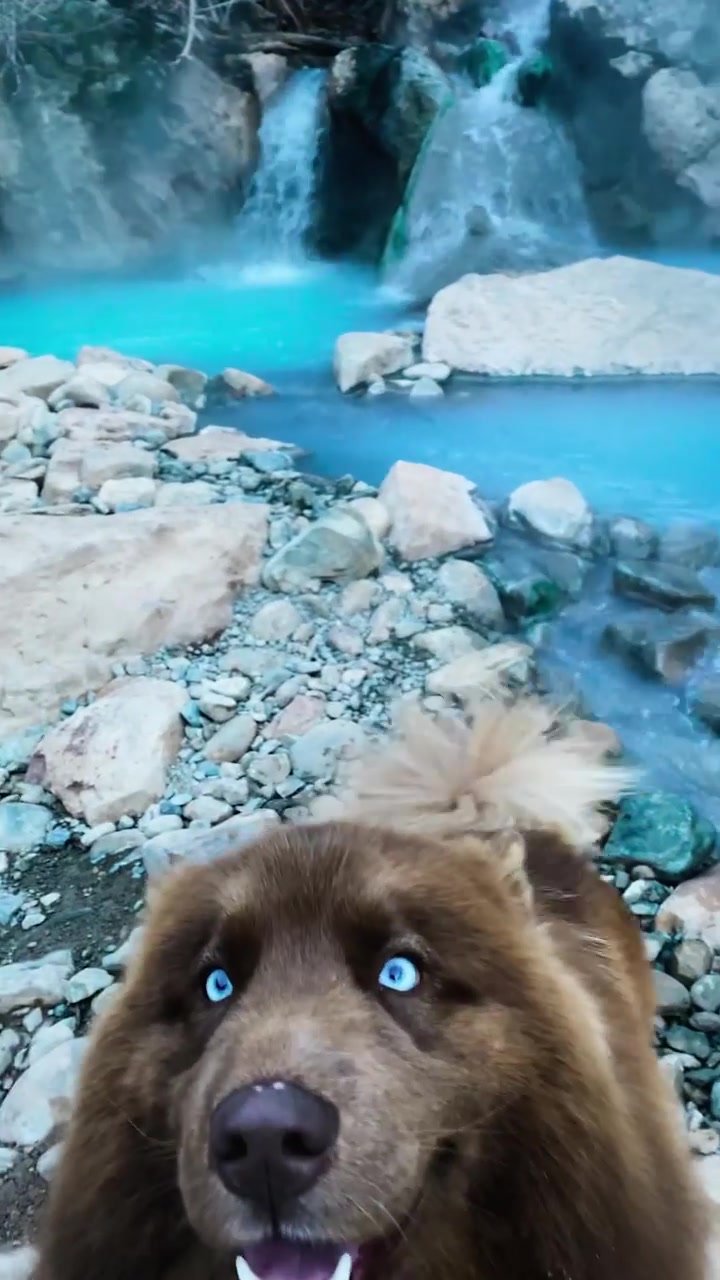Dog Enjoying Waterfall in Scenic Landscape