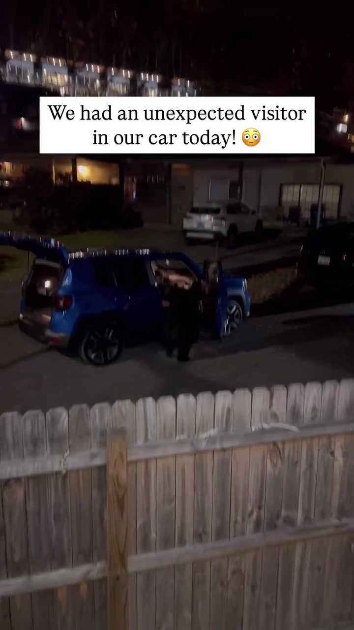 Deer Invades Parked Car: Nighttime Encounter
