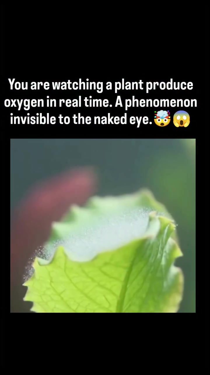 Watch Elodea Produce Oxygen in Real Time
