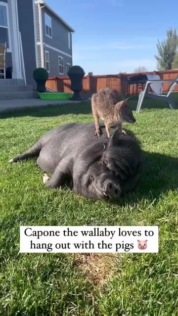 Wallaby and Pig's Unlikely Friendship Captured on Camera