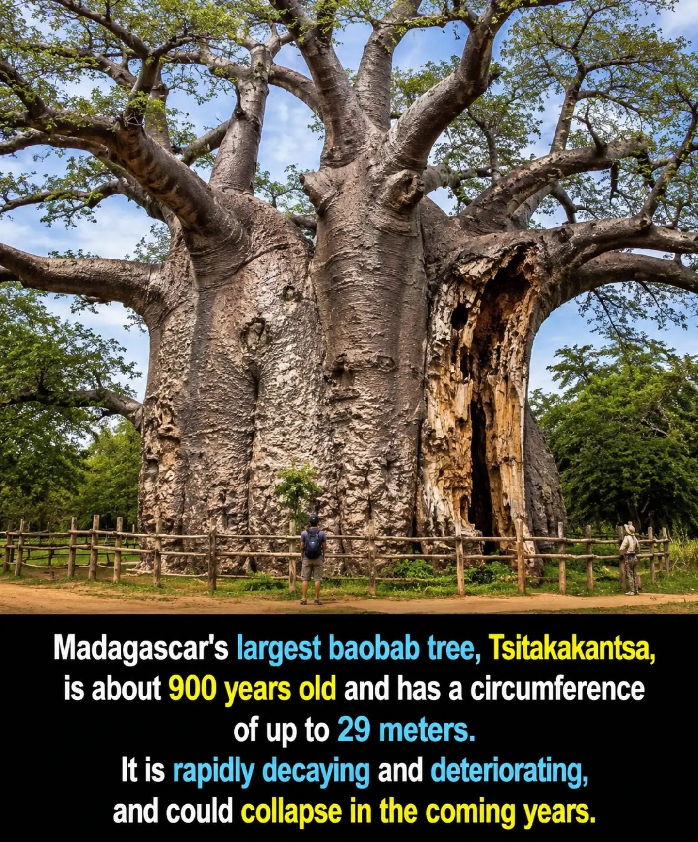 Tsitakakantsa: Madagascar's Ancient Baobab on the Brink